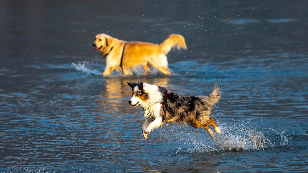 Äktenskapsförord - Husdjur